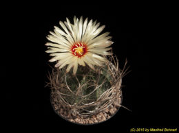 Astrophytum capricorne v. senile f. s. Paila 2302